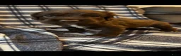 Cocker Spaniel dogs for sale: Cocker Spaniel Puppies - Ready soon 🐾 - Advert 23