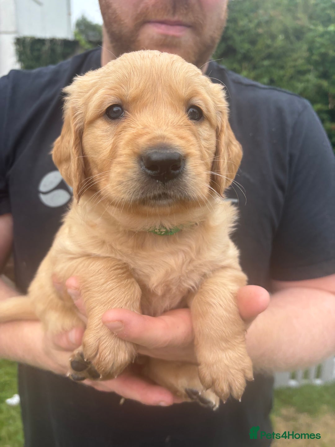 Golden Retriever dogs for sale: KC Registered Golden Retriever Puppies  - Image 23