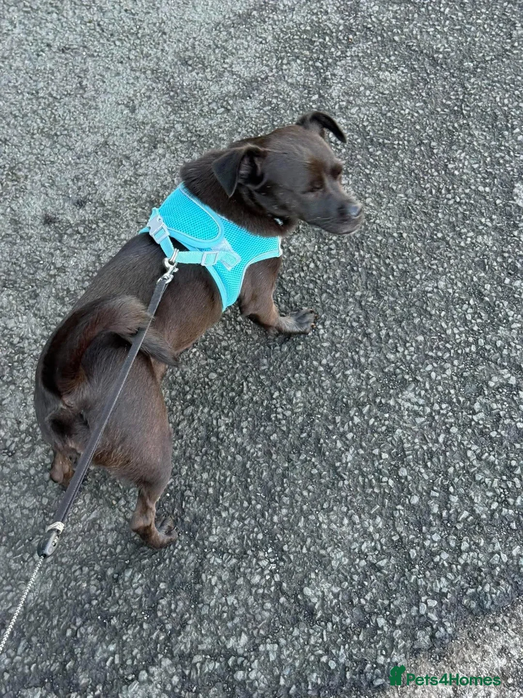 Mixed Breed dogs for adoption: Beautiful Onyx will be 5 in December in Newcastle upon Tyne - Advert 2