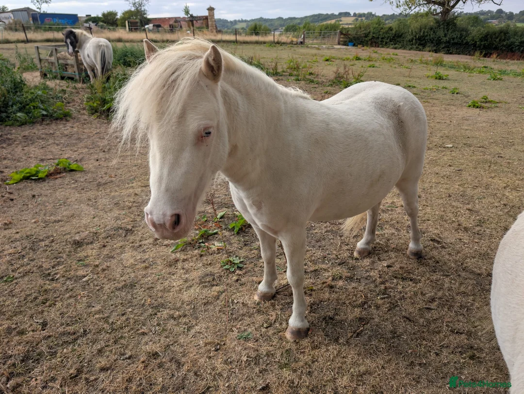 Miniature horses for sale: Sweet and Gentle Companion Pony  - Advert 2
