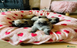 Pomeranian dogs for sale: KC Teddy Bear Pomeranians  - Image 4