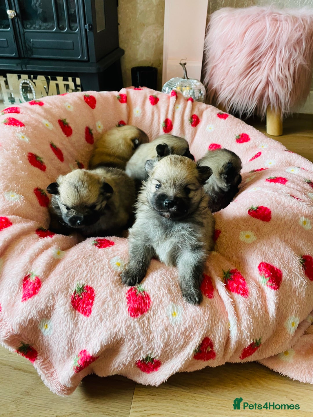 Pomeranian dogs for sale: KC Teddy Bear Pomeranians  - Image 4