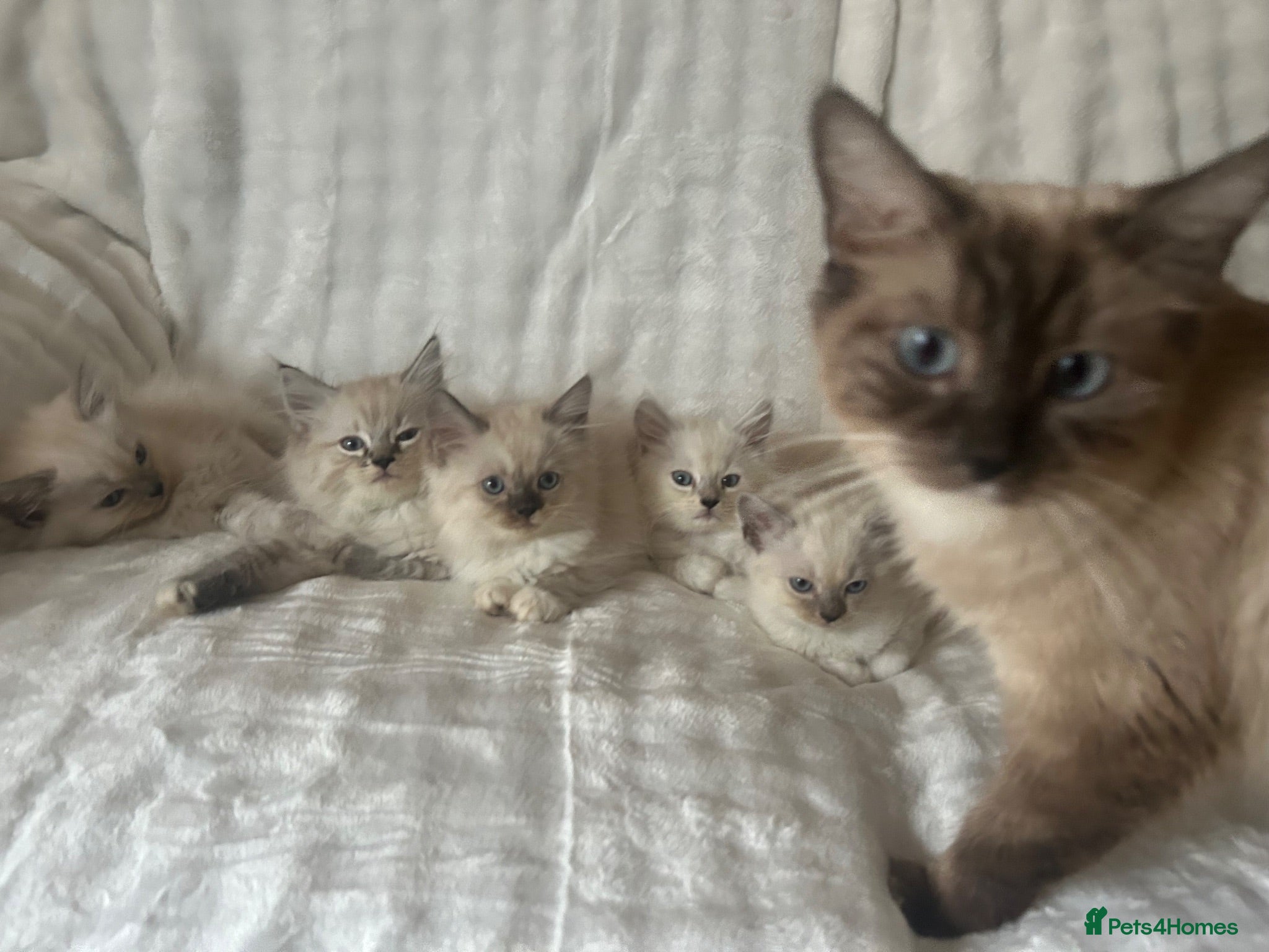 Ragdoll cats RAGDOLL/PERSIAN Kittens  - Advert 1