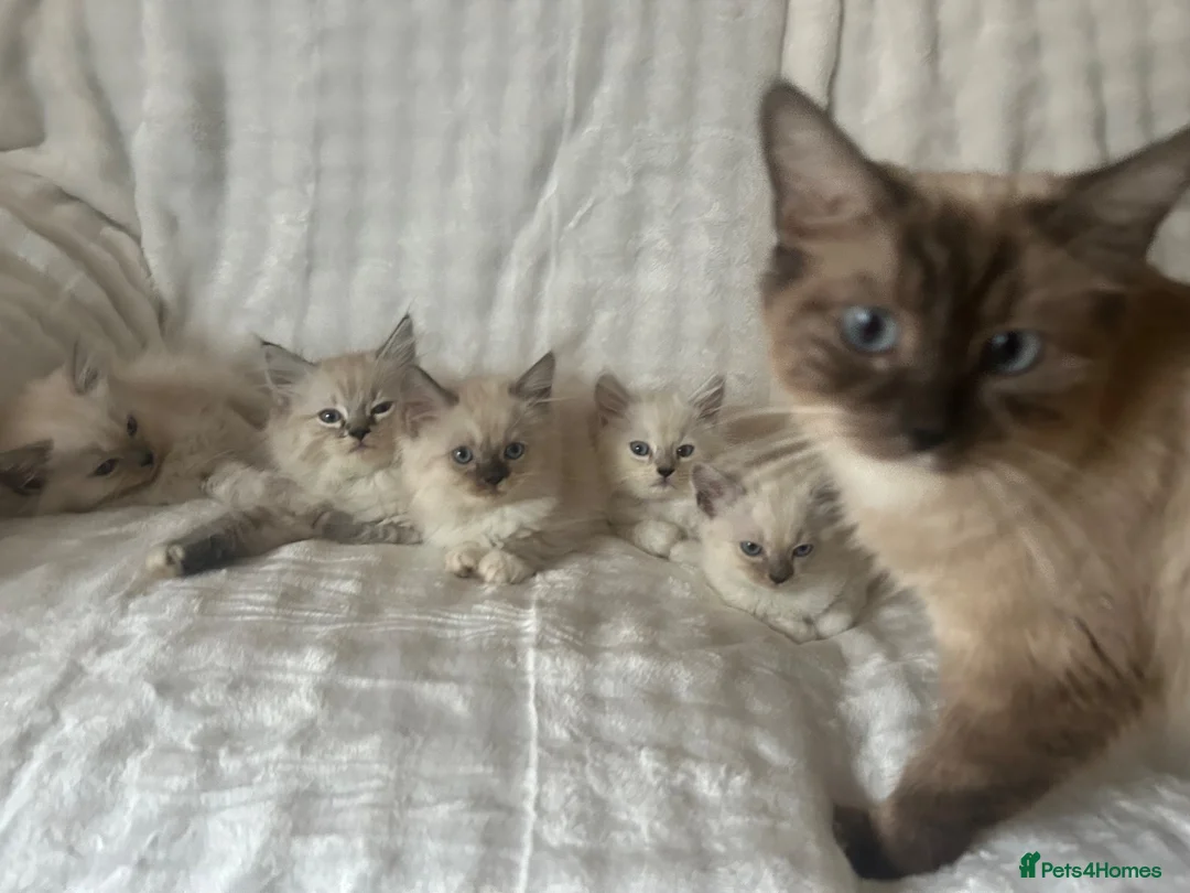 Ragdoll cats for sale: RAGDOLL/PERSIAN Kittens  - Advert 1