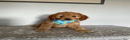Cockapoo dogs for sale: Gorgeous litter of cockapoo puppies for sale  in Liverpool - Advert 5