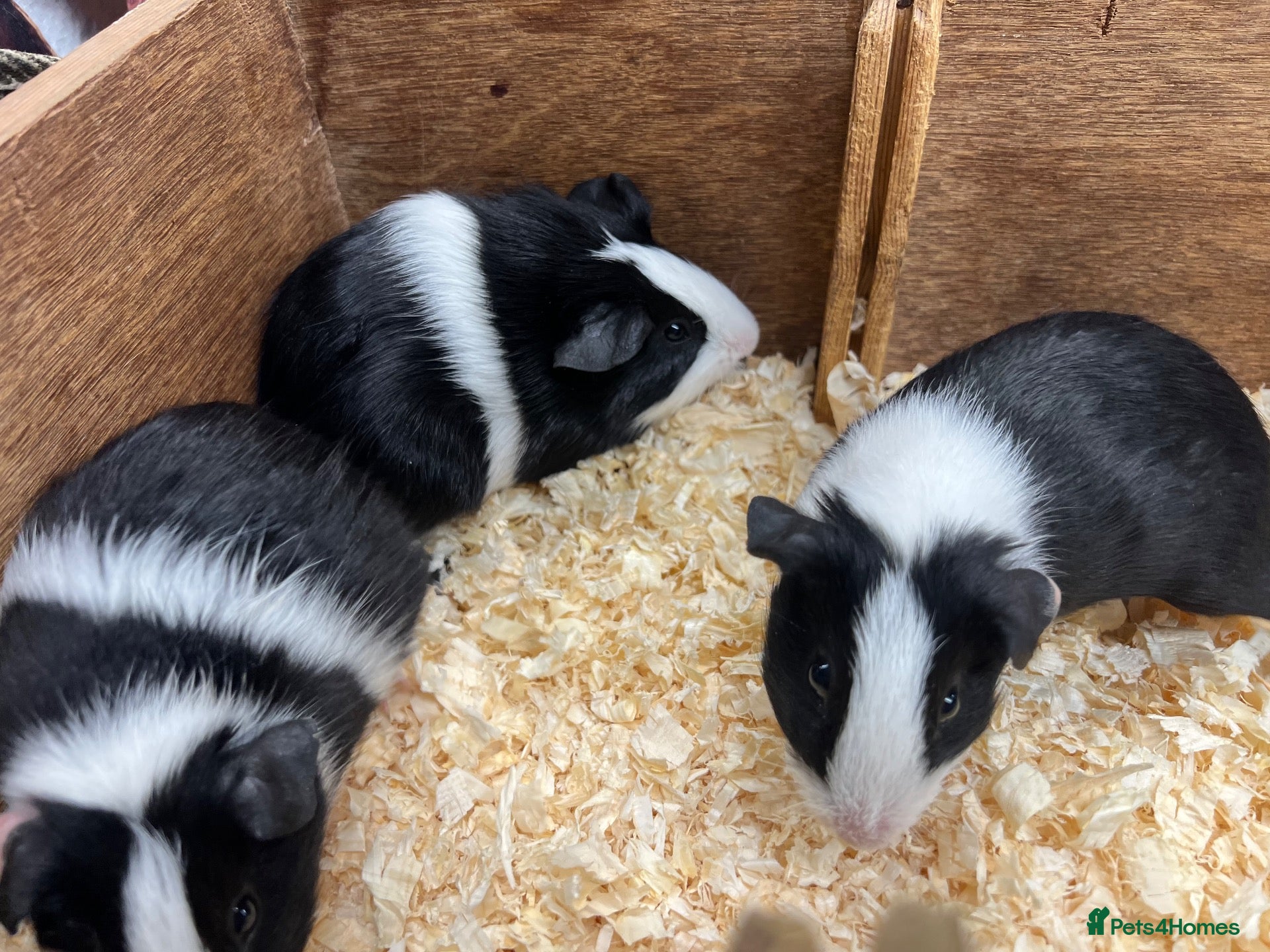 Guinea Pig rodents Dutch male/boar guinea pigs  - Advert 2