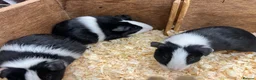 Guinea Pig rodents for sale: Dutch male/boar guinea pigs  - Advert 2