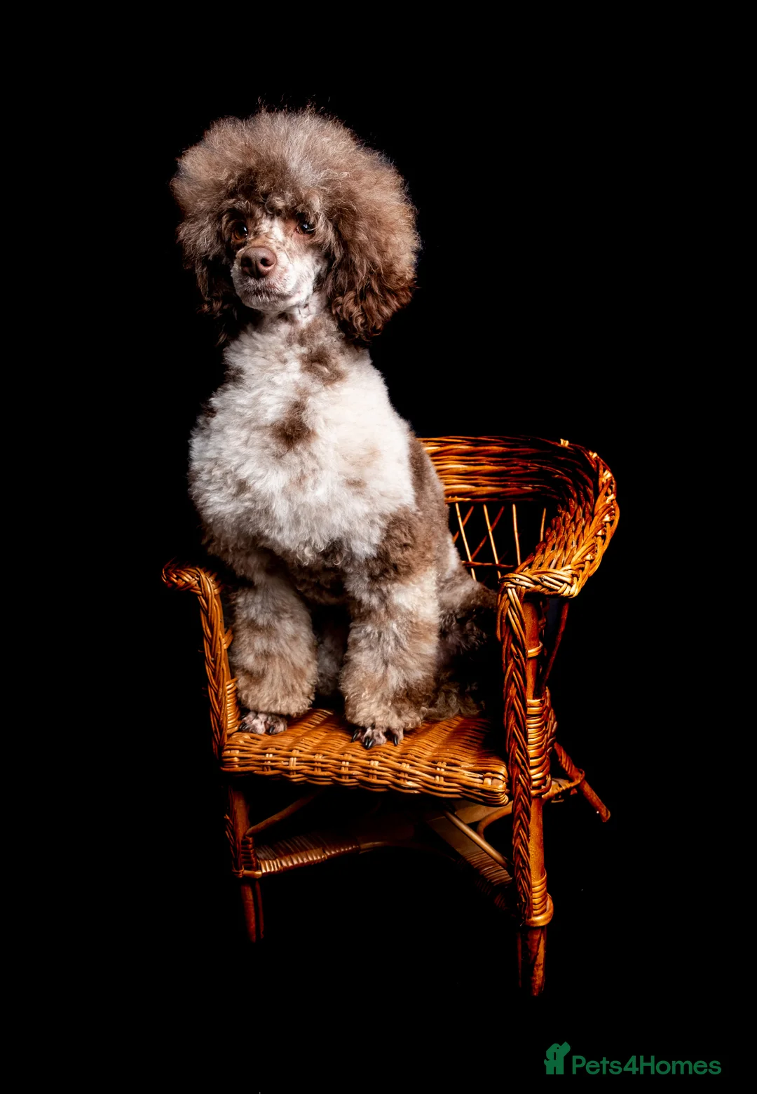 Toy Poodle dogs for stud: EXTENSIVELY HEALTH TESTED BROWN MERLE POODLE STUD in Hoddesdon - Advert 10