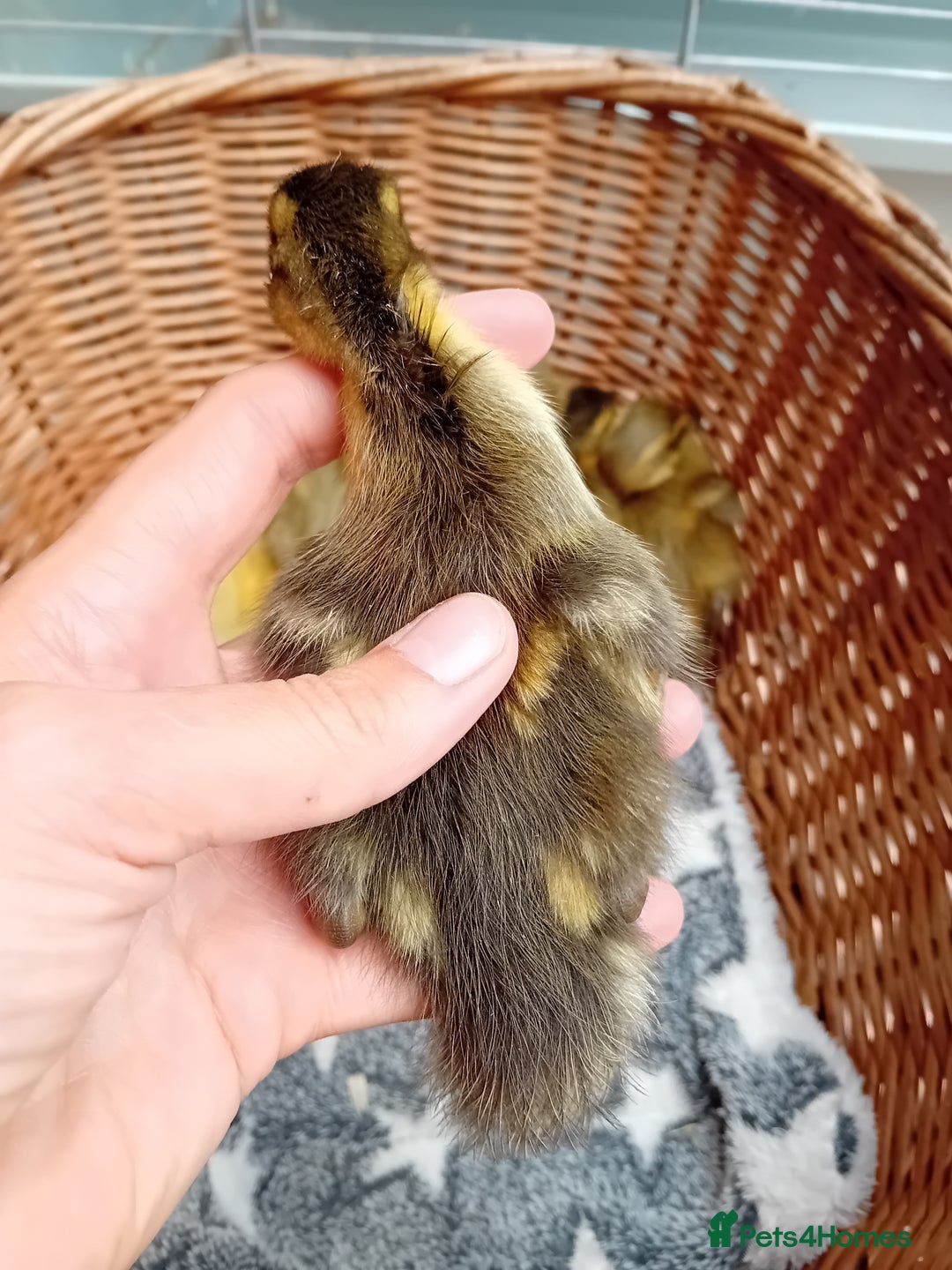 Ducks poultry for sale: Apricot and Mallard Indian Runner Ducklings - Image 8