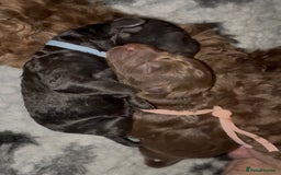 Cockapoo dogs for sale: 🐾 F1B Cockapoo Puppies – DNA Health Tested 🐾 - Image 3