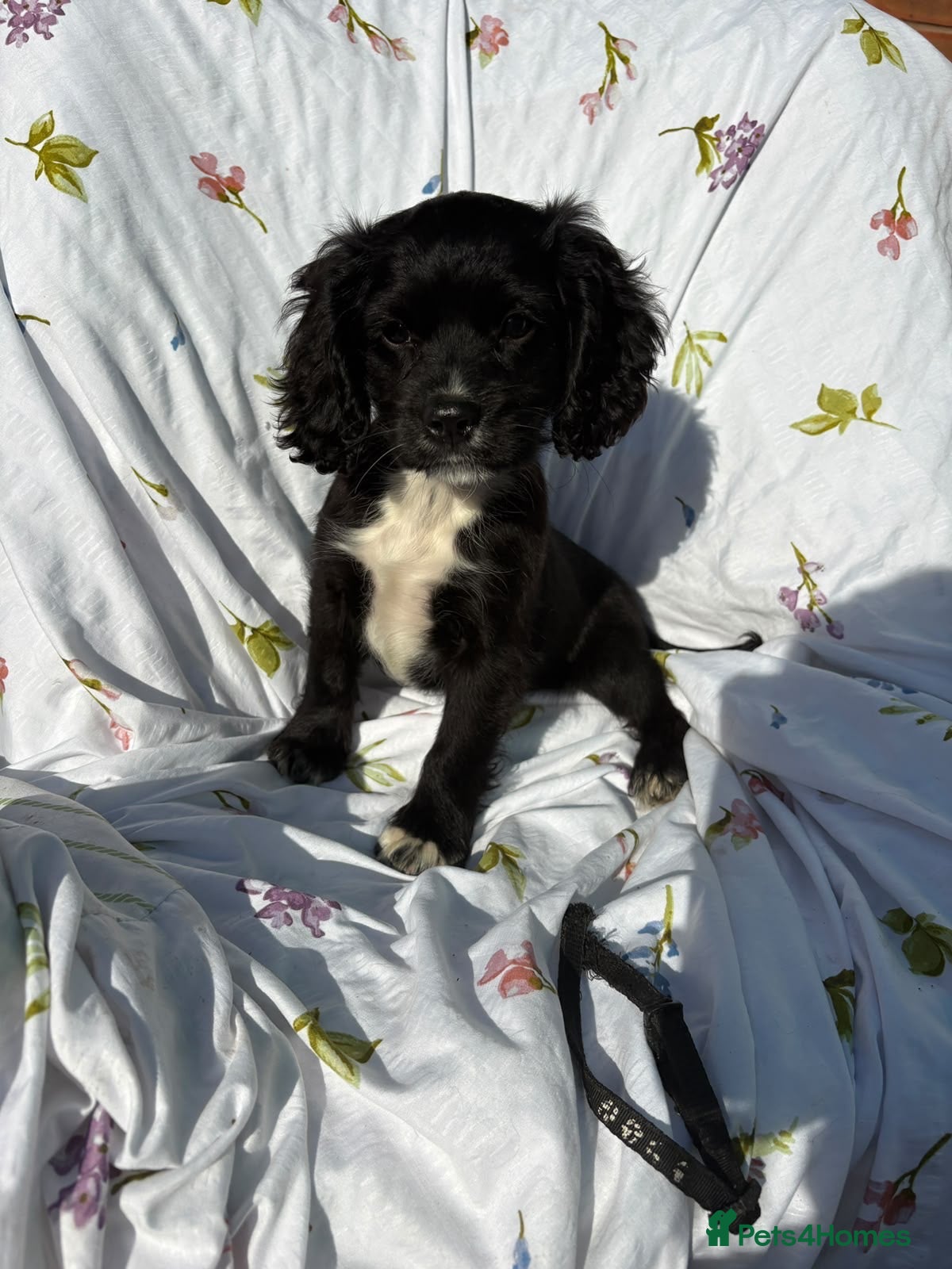 Cocker Spaniel dogs  1 boy Cocker spaniel  - Advert 1