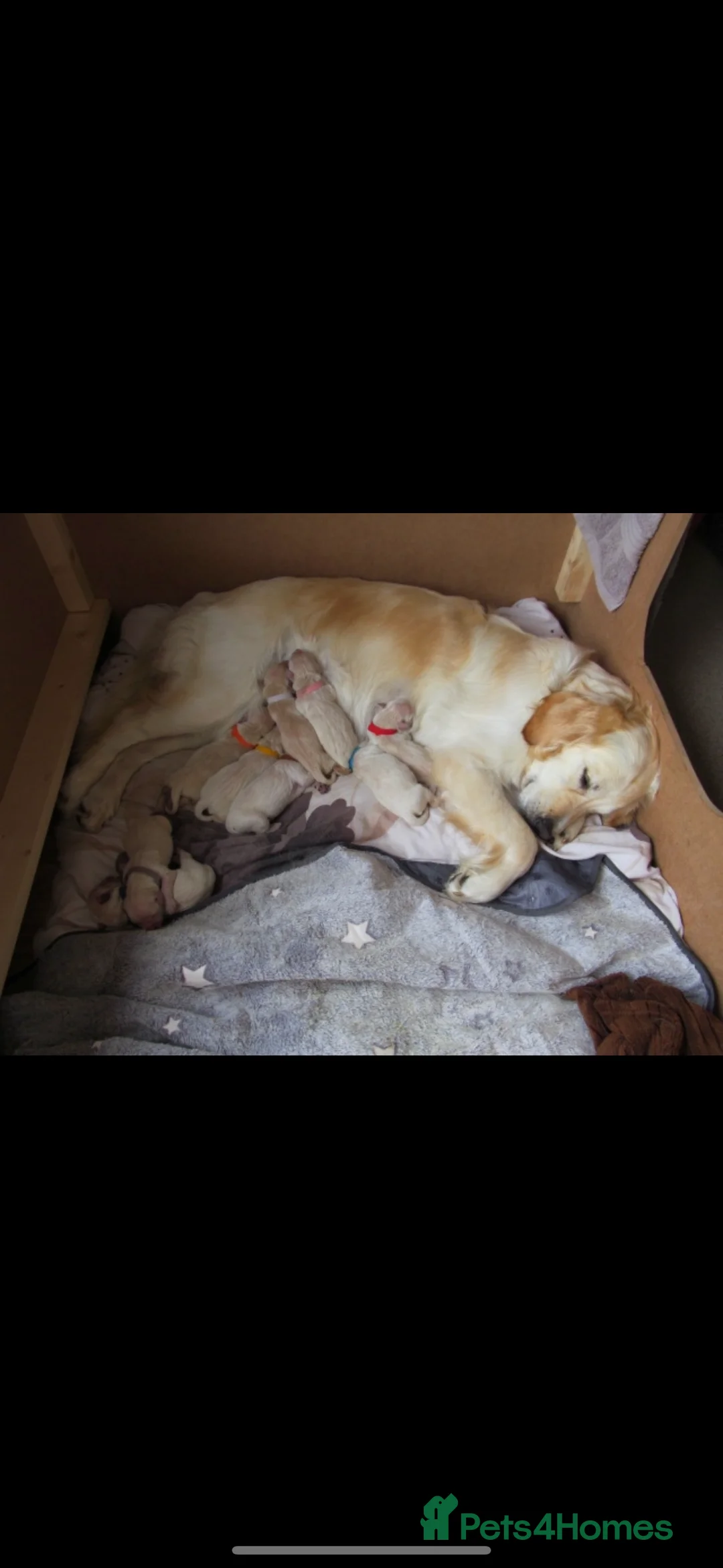 Golden Retriever dogs for stud: Beautiful KC-Reg Golden Retriever Stud (proven) - Advert 29