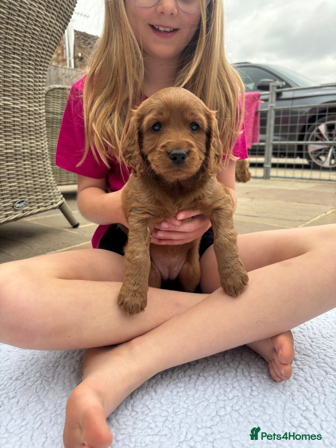 Cockapoo dogs for sale: Cockapoo Puppies  - Image 7