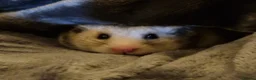 Hamster rodents for sale: Syrian Hamster + Bucastate Cage (Read Description) in Steyning - Advert 1