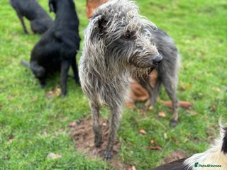 Bedlington Terrier dogs in Scarborough - Advert 4