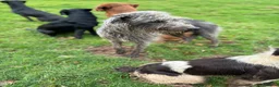 Bedlington Terrier dogs for stud: CT clear Bedlington x Whippet Lurcher for Stud in Scarborough - Advert 1