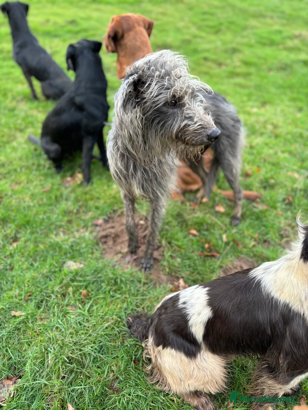 Bedlington Terrier dogs for stud: CT clear Bedlington x Whippet Lurcher for Stud in Scarborough - Advert 1