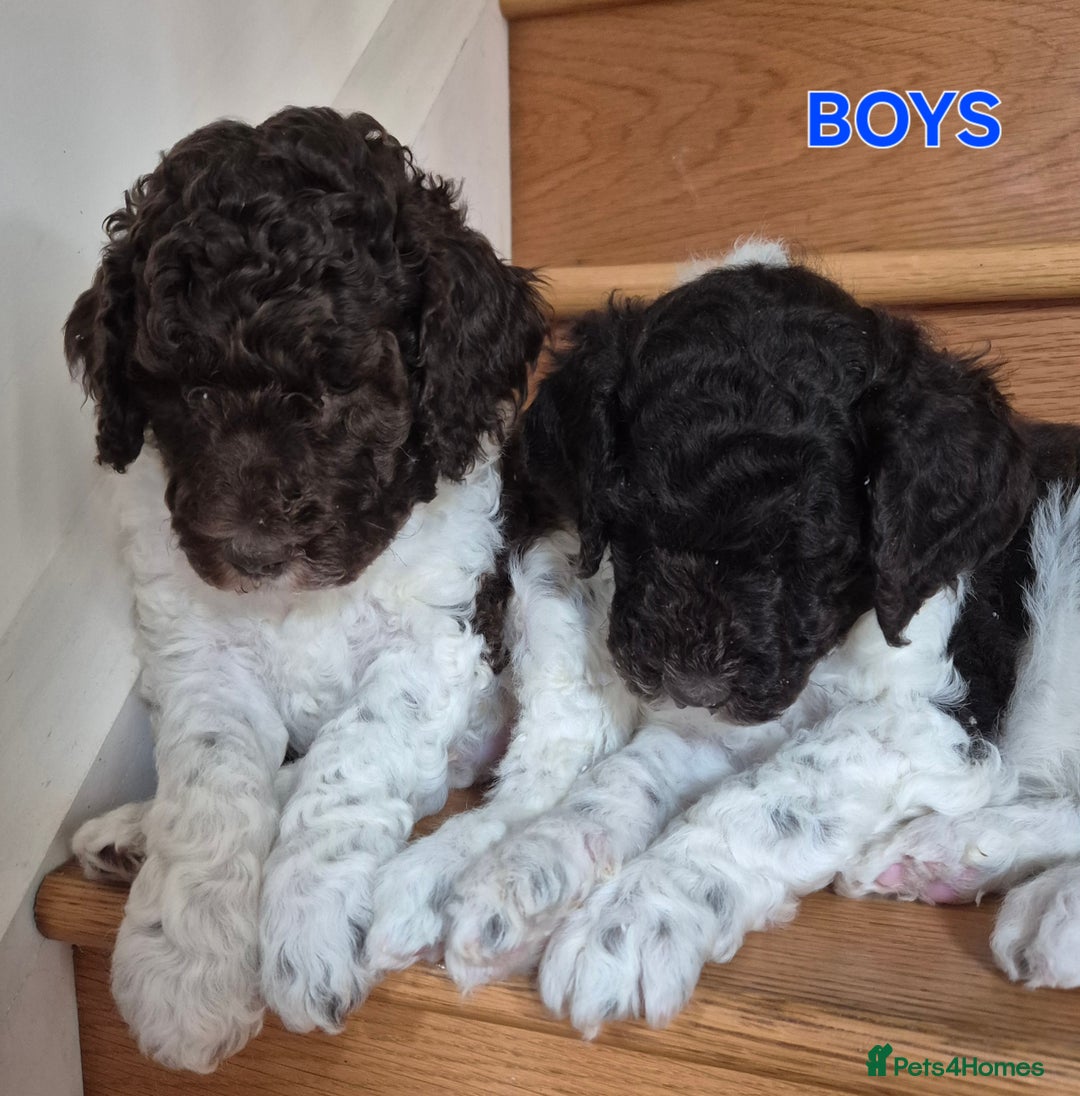 Standard Poodle dogs for sale: KC Reg Chocolate parti Standard Poodle puppies - Image 17