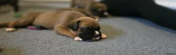 Boxer dogs for sale: Kc boxers - boy and girl are looking for 🏡 - Advert 28