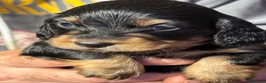 Miniature Dachshund Puppy 2