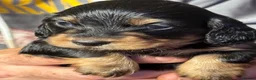 Miniature Dachshund dogs for sale: **Mini Dachshunds KC Long Haired** in Bradford - Advert 3