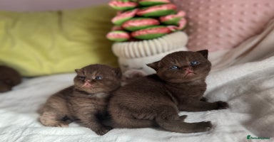 British Shorthair cats - Advert 2