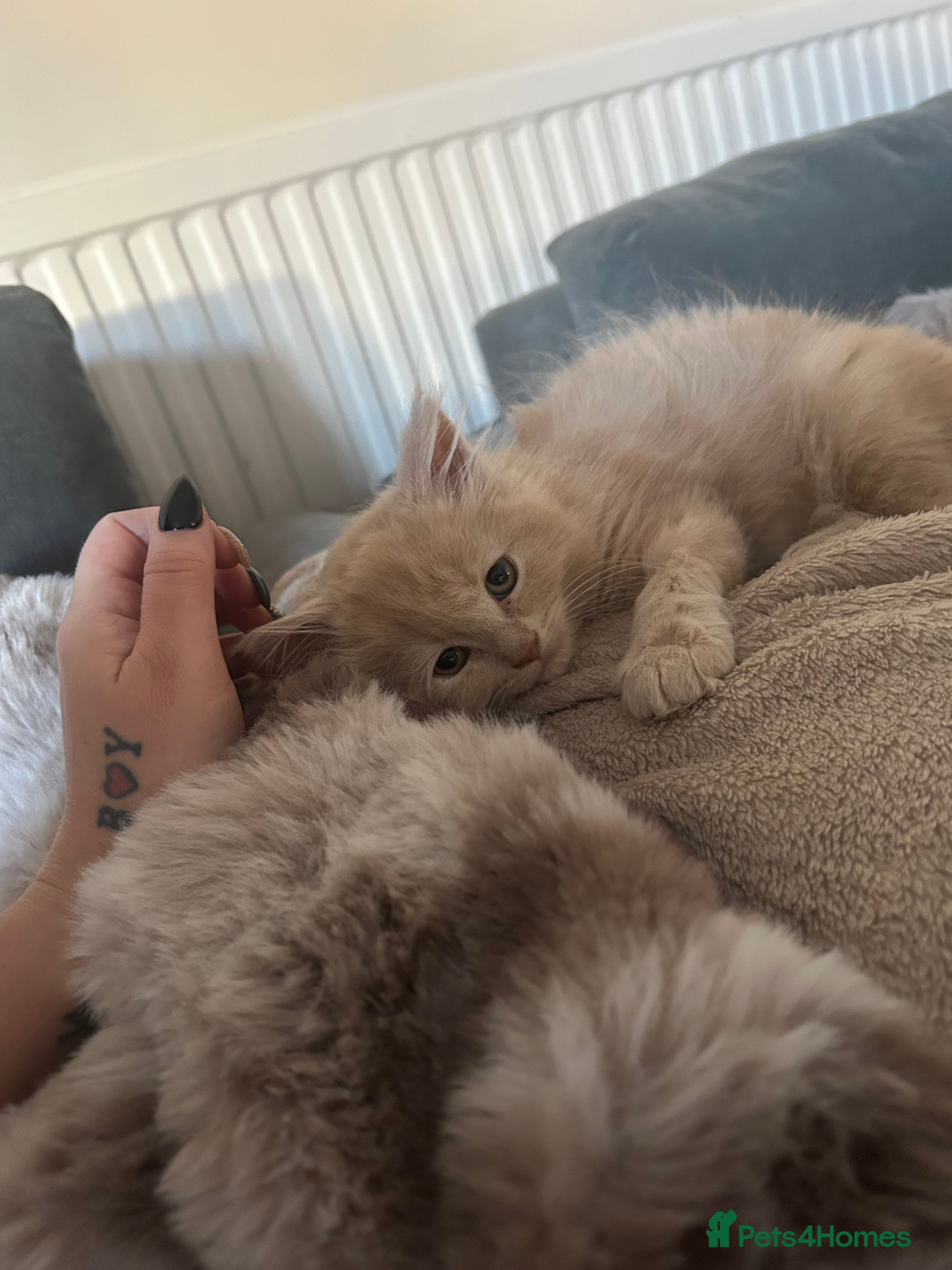 Maine Coon cats Mainecoon kittens  - Advert 8