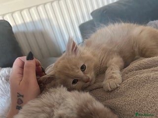 Maine Coon cats Mainecoon kittens - Advert 8