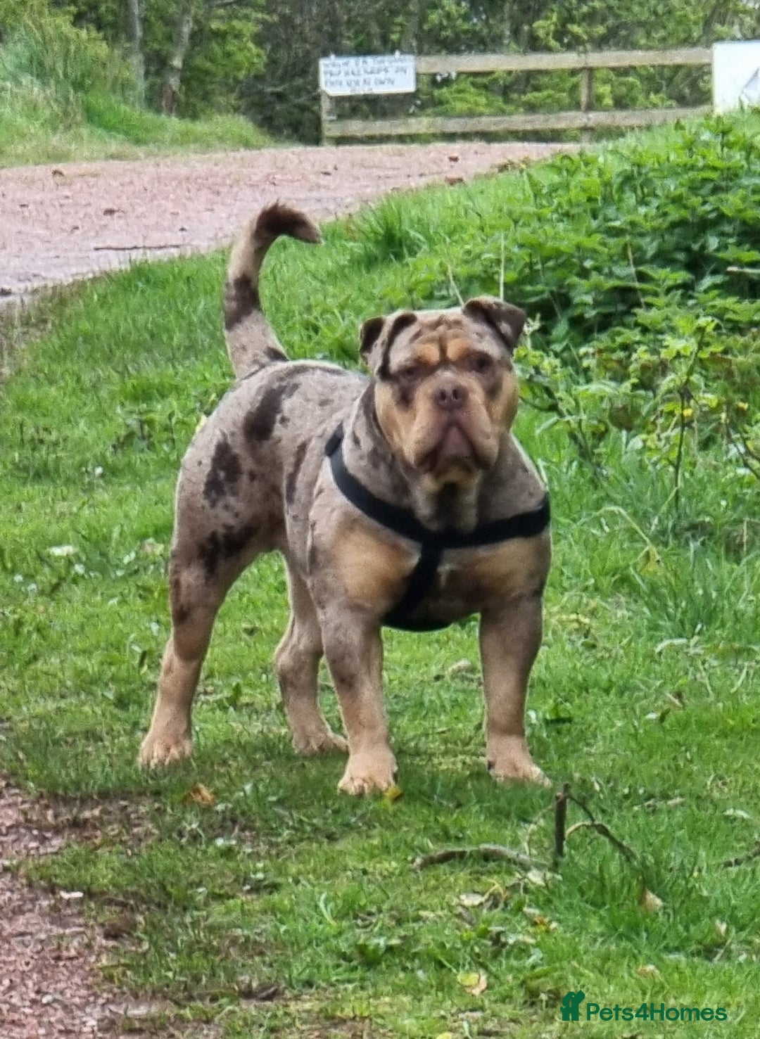 Olde English Bulldogge dogs for stud: Olde english bulldogge  - Advert 6