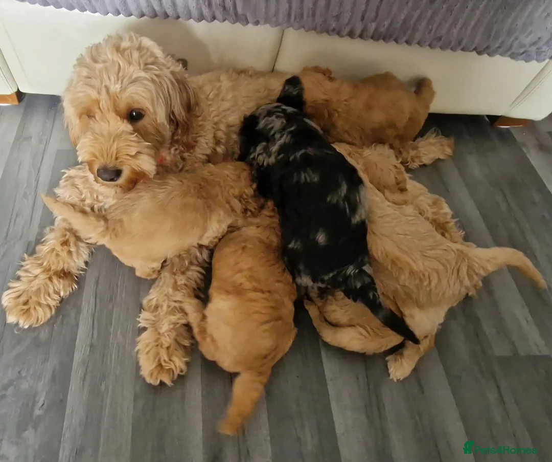 Goldendoodle dogs for sale: Miniature F1b Goldendoodle  - Advert 2
