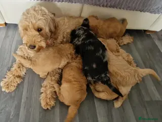 Goldendoodle dogs Miniature F1b Goldendoodle - Advert 3