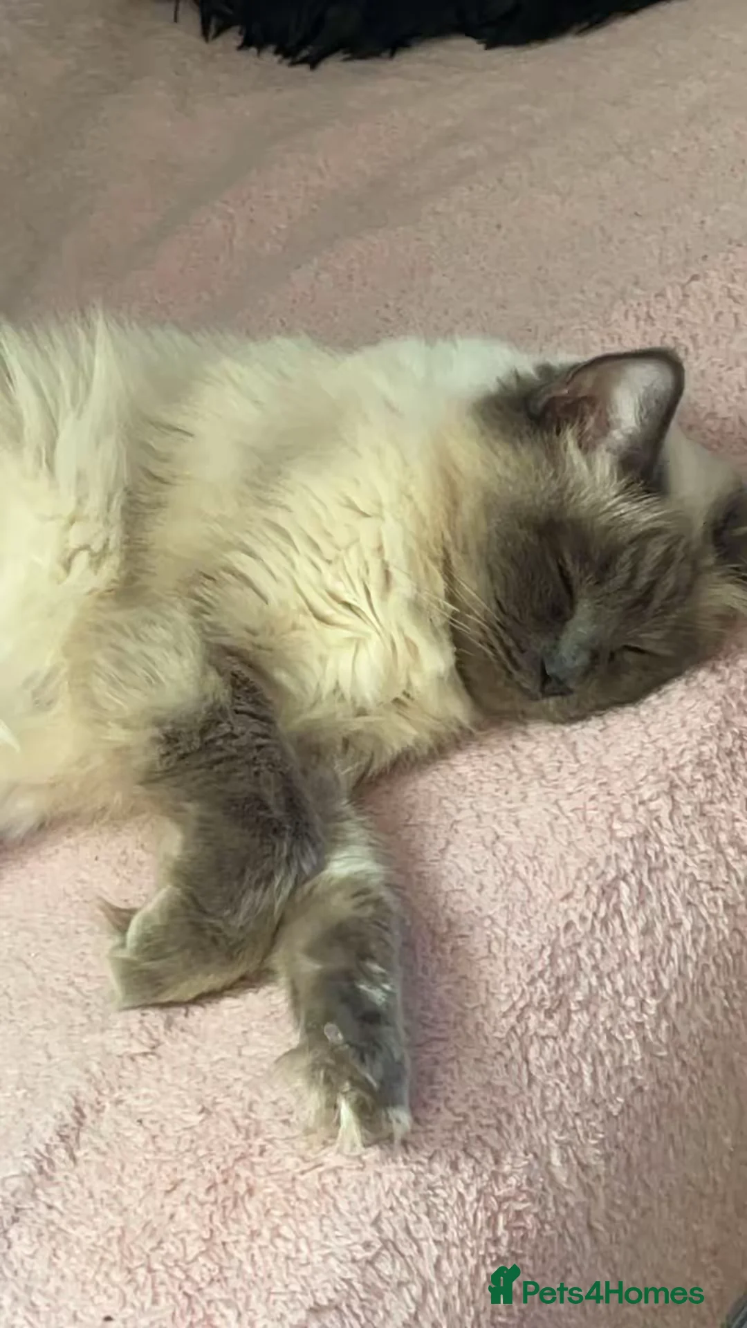 Ragdoll cats for sale: Purebred Ragdoll cat, fully trained in Oldham - Advert 4