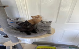 British Shorthair cats for sale: Gccf registered pedigrees kittens - Image 7