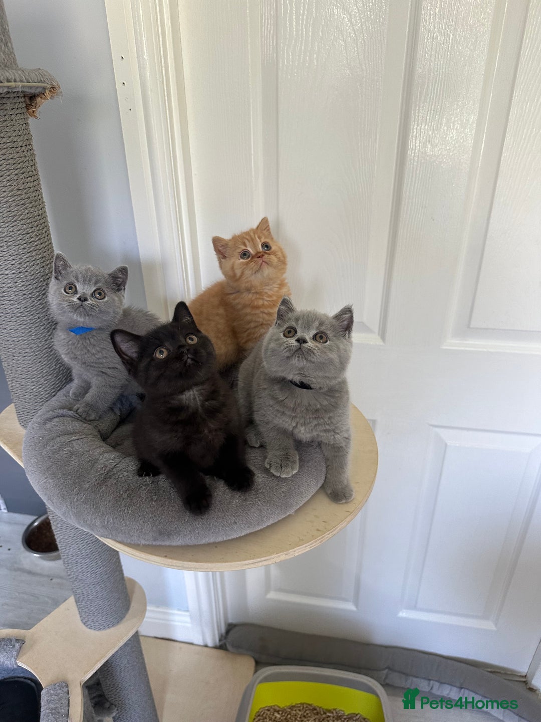British Shorthair cats for sale: Gccf registered pedigrees kittens - Image 7