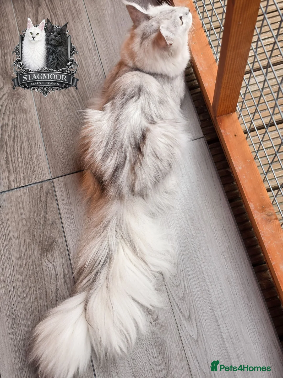 Maine Coon cats for stud: Black Silver Shaded Stud Imported from Bulgaria - Advert 7