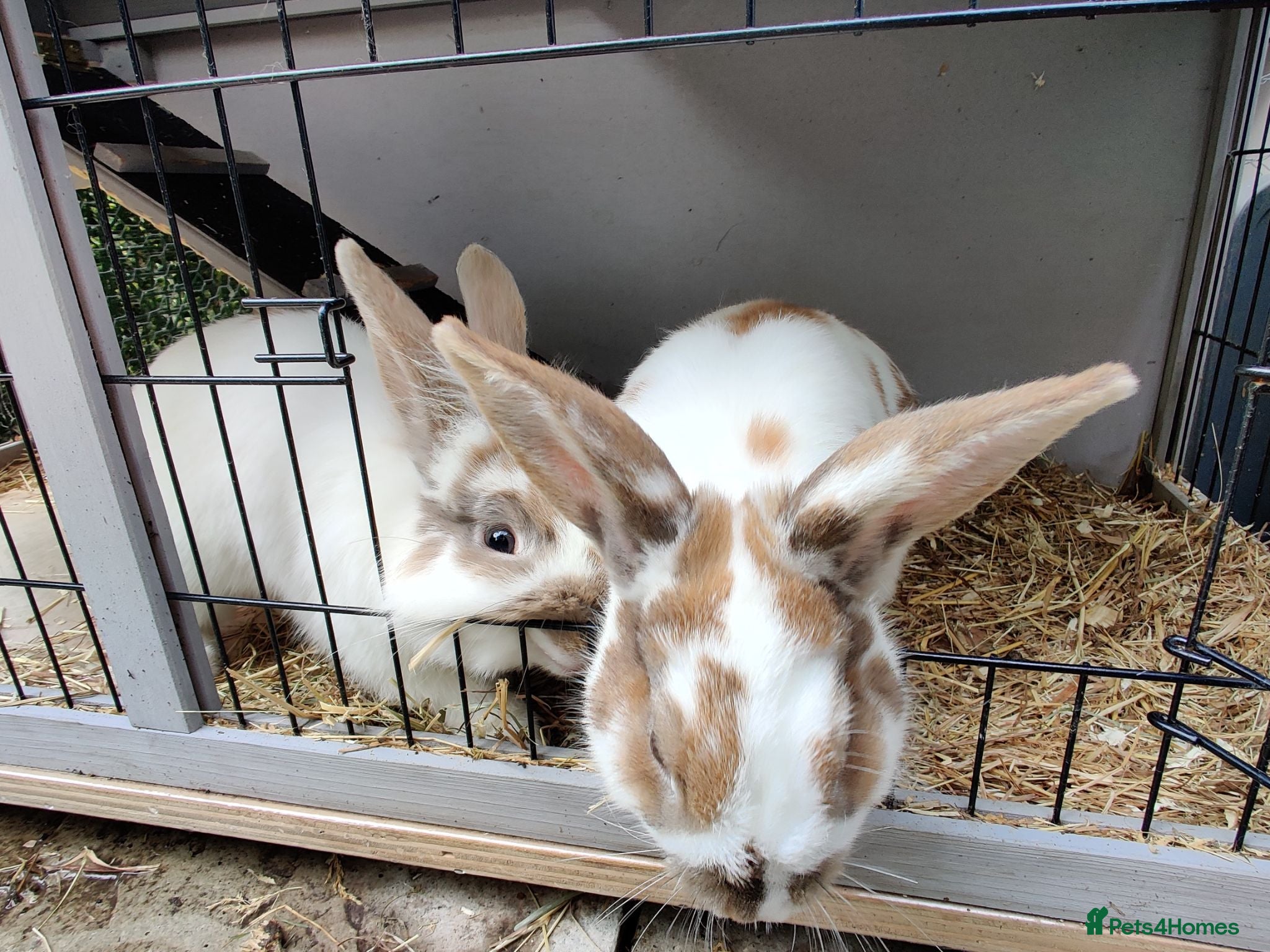 Mixed Breed rabbits Pair of male sibling mixed breed rabbits  - Advert 1