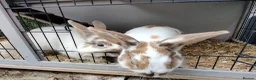 Mixed Breed rabbits for sale: Pair of male sibling mixed breed rabbits  - Advert 1