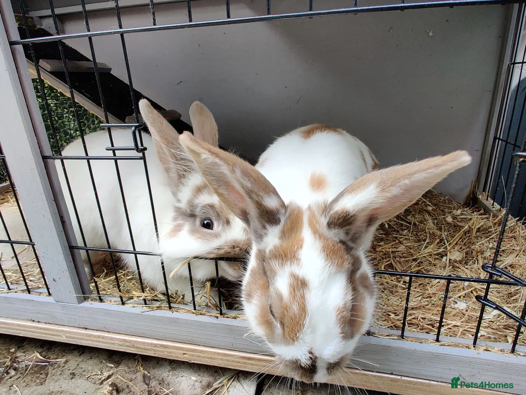Mixed Breed rabbits for sale: Pair of male sibling mixed breed rabbits  - Advert 1