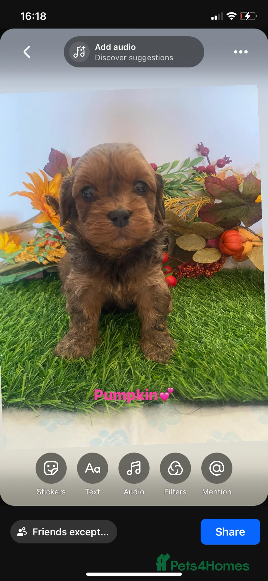 Cavapoo dogs for sale: F1 toy cavapoo puppies  - Advert 26