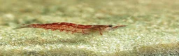Shrimps fish for sale: 🔥Juvenile RED & BLUE SHRIMP 🦐 + a free plant 🍃 - Advert 4