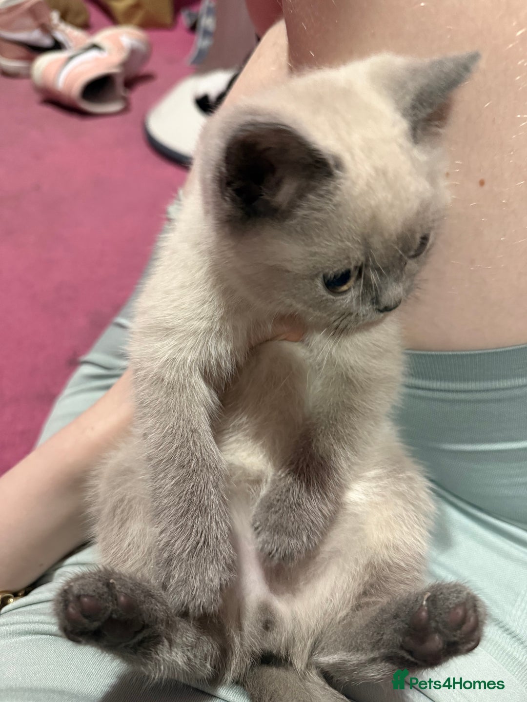 British Shorthair cats for sale: British Shorthair Kittens - Advert 5