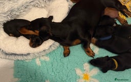 Miniature Dachshund dogs for sale: Miniature dachshund puppies 🐾 - Advert 12