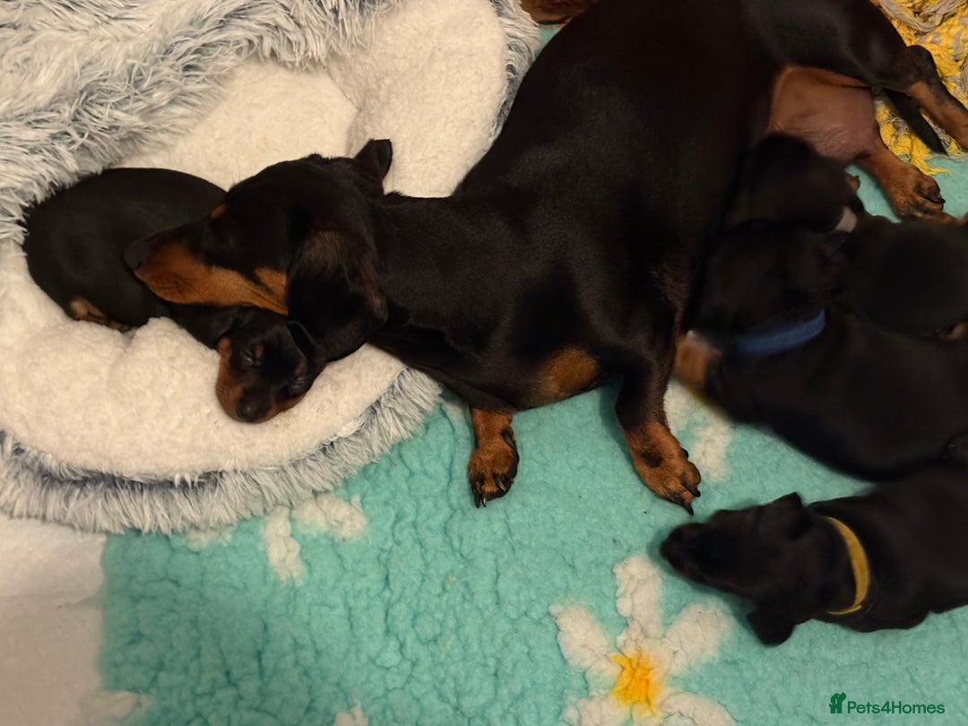 Miniature Dachshund dogs for sale: Miniature dachshund puppies 🐾 - Advert 12