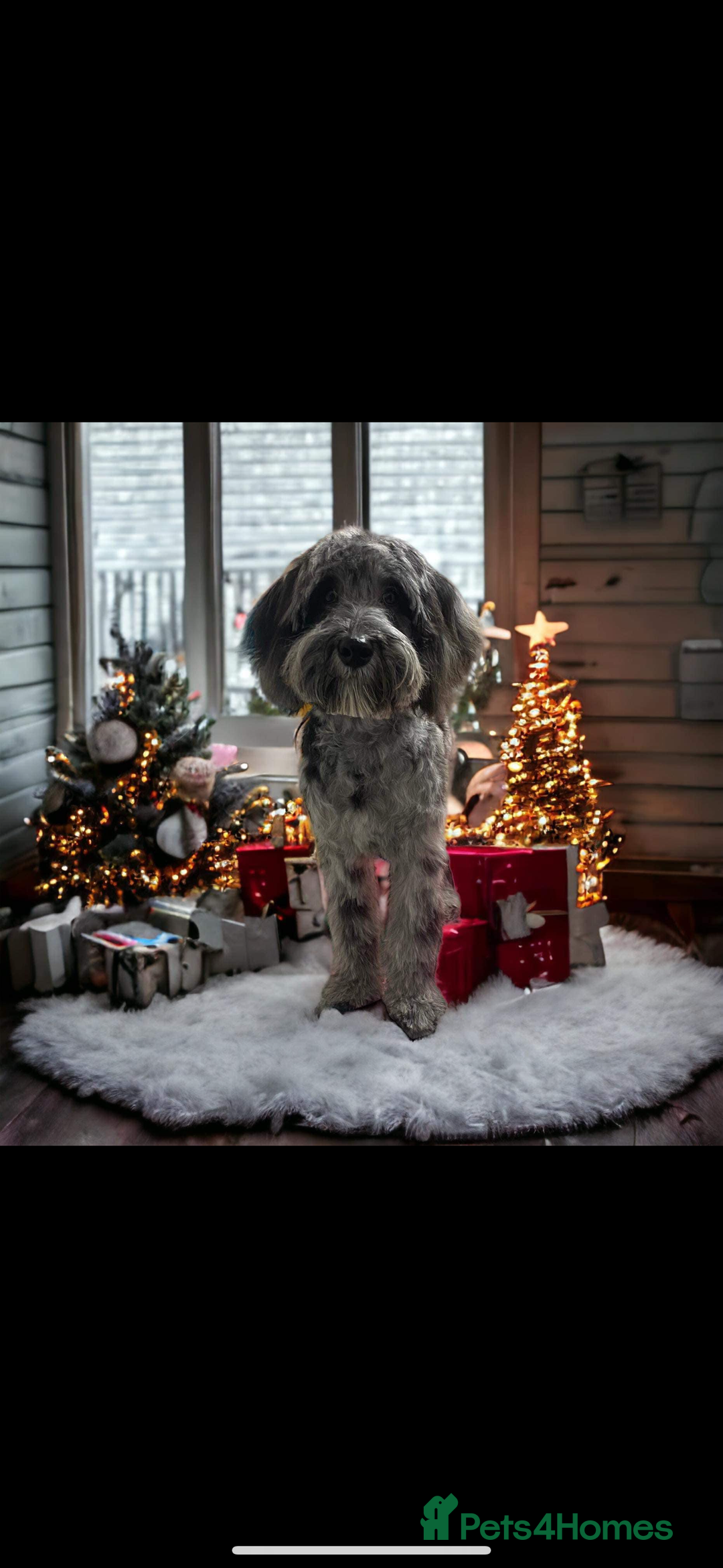 Cockapoo dogs for stud: Mr blu  - Image 2
