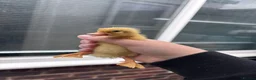 Ducks poultry for sale: white call ducklings for sale  in Basingstoke - Advert 4