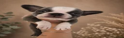 French Bulldog dogs for sale: ⭐ KC Registered Fluffy & Short Coat Frenchies ⭐  - Advert 8