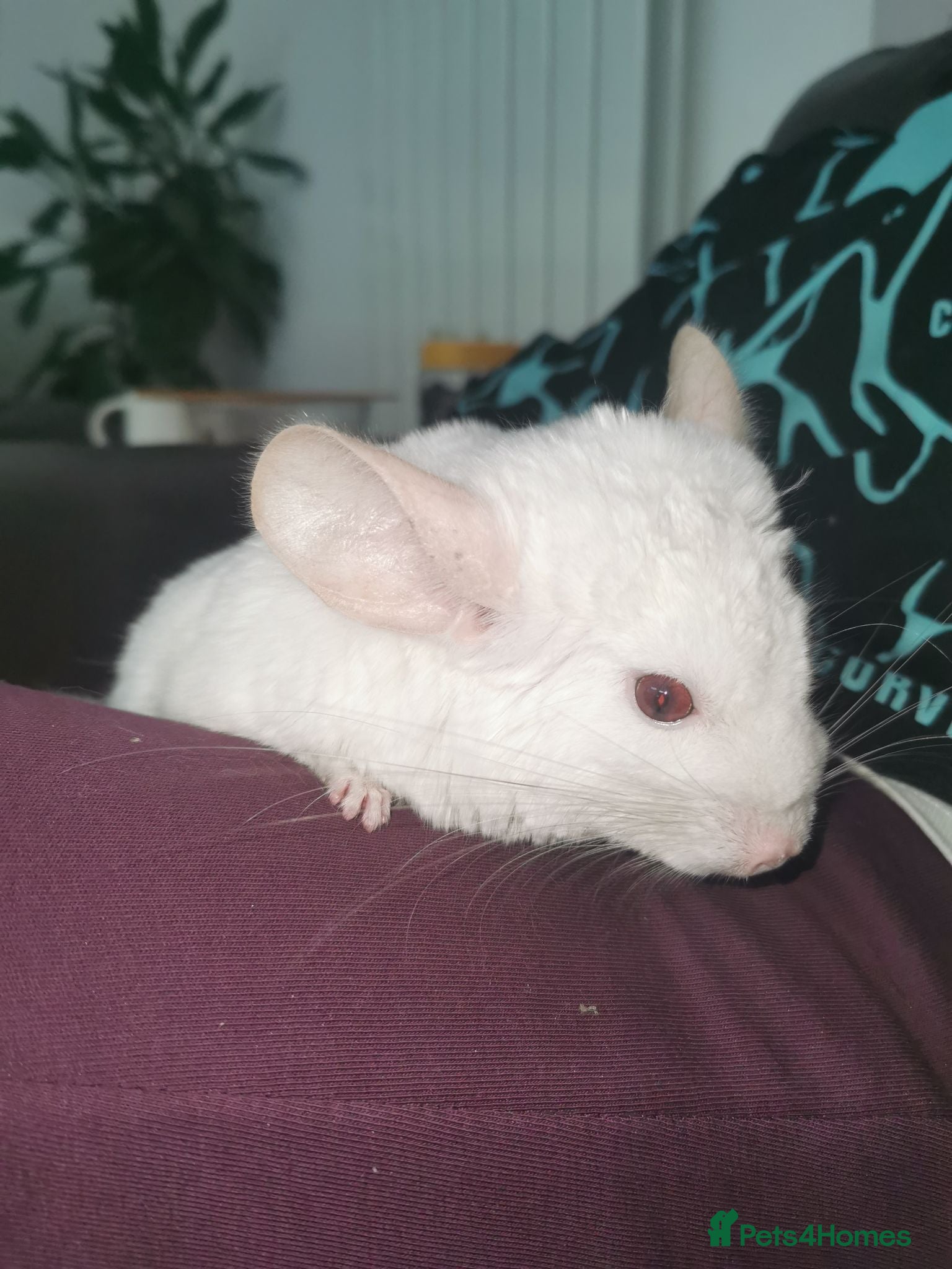 Chinchilla rodents ❄️Beautiful Pink White Chinchilla with Red Eyes❄️ - Advert 2