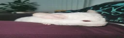 Chinchilla rodents for sale: ❄️Beautiful Pink White Chinchilla with Red Eyes❄️ - Advert 2