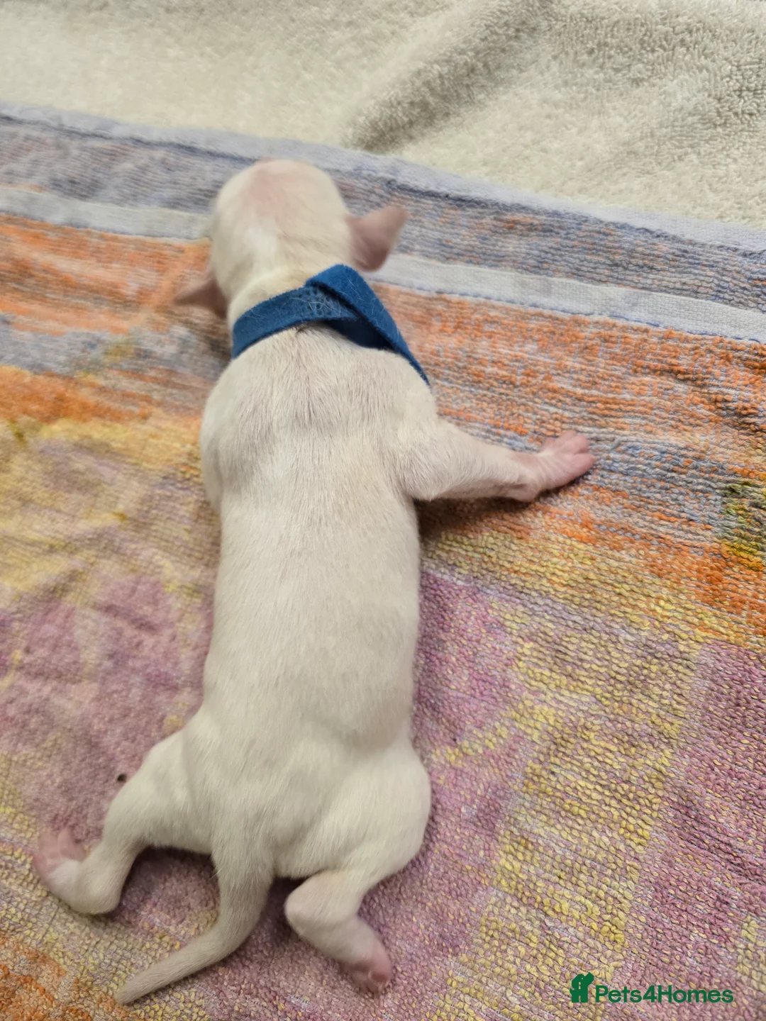 Mixed Breed dogs for sale: English pointer cross saluki/greyhound  - Advert 27