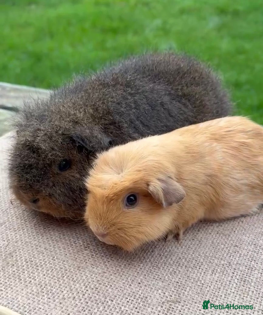 Guinea Pig rodents Beautiful Swiss & crested young guinea pigs - Advert 2